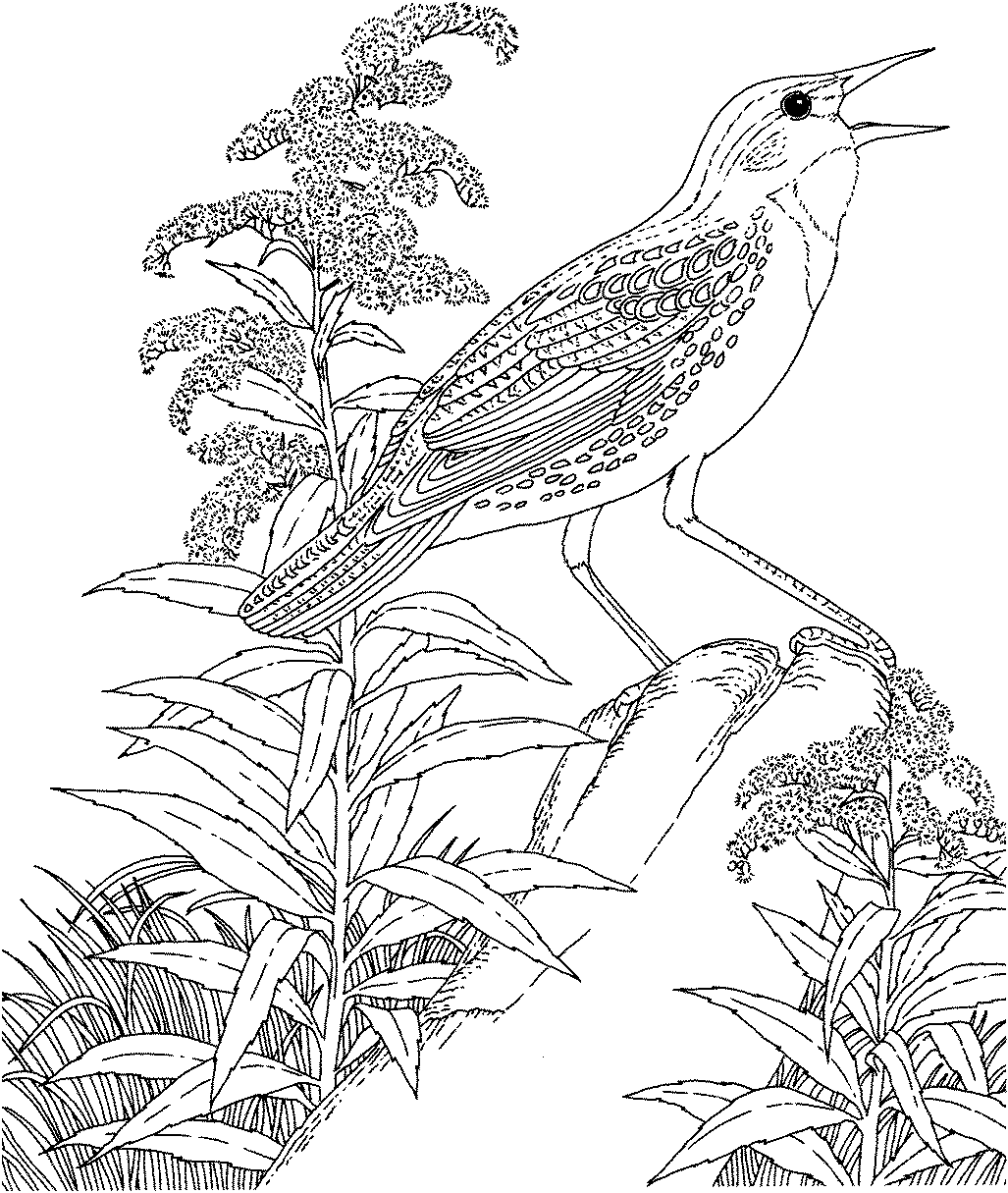 free printable coloring page state birds and flowers coloring medium