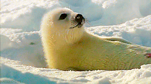 page snow gif by cheezburger find share on giphy medium