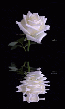 beautiful rose pictures animated animated graphics animated medium