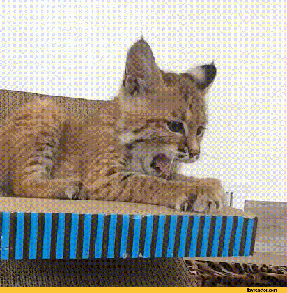 bobcat animals yawn rescue gif gif animation animated medium