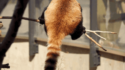 red panda gif on gifer by hugikelv medium