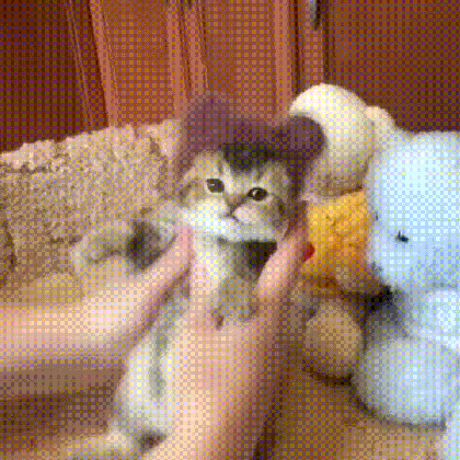 cat baby gif find share on giphy medium