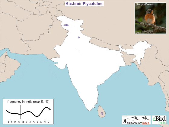 identifying flycatchers red breasted taiga and kashmir flycatcher bird count india ganges river geographical map medium