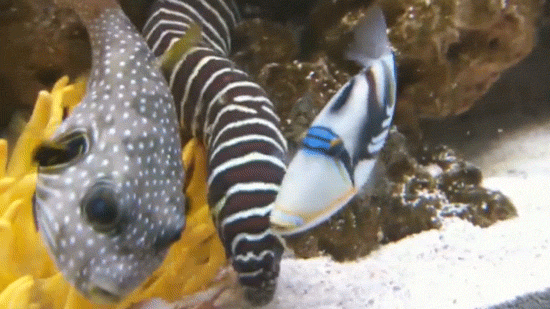 zebra moray tumblr medium