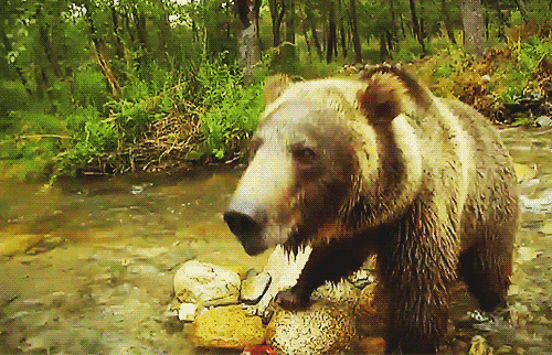 bear river gif find share on giphy medium