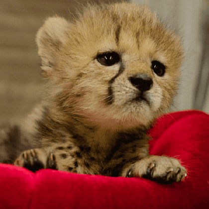 i just learned that cheetahs don t roar they meow like your dang medium