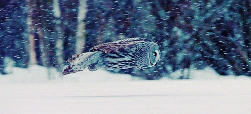 bewildered owl gifs find share on giphy medium