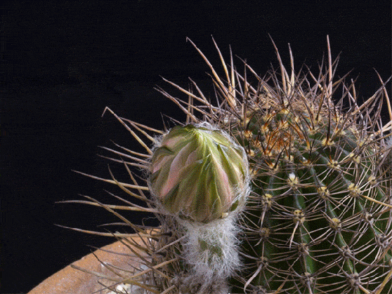 mesmerizing time lapse gifs of cacti flowers in bloom cactus flower cacti and gifs medium