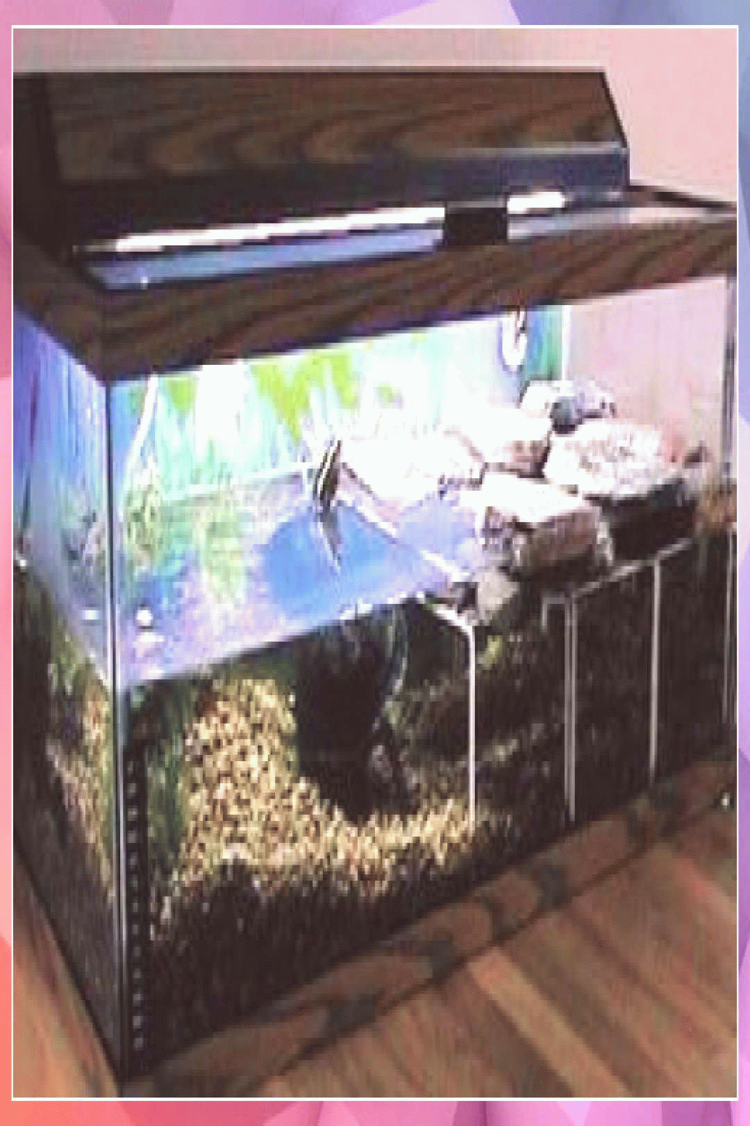 c amboinensis vivarium dragon frogs geckos cage enclosure medium