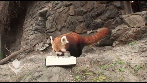 red panda eating sushi gif redpanda cute discover share gifs medium