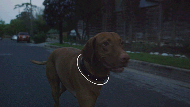 this high tech collar is a smartphone for your dog neatorama medium