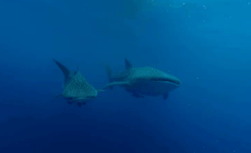 relevansea a marine conservation blog whale sharks now medium