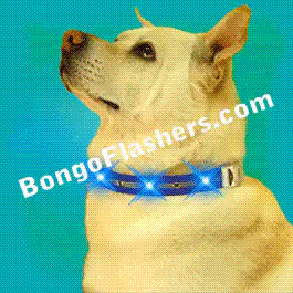flashing led dog gear bongo flashers medium