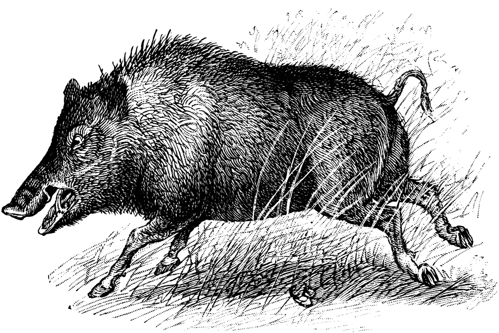 in celtic culture the boar is a symbol of strength endurance medium