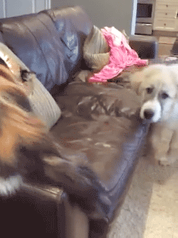 25 gifs that ll slap you clear into next week doggies cat and westies medium