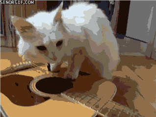 cats guitar gif by cheezburger find share on giphy medium