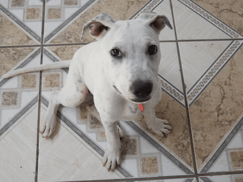 pit bull submission gif find share on giphy medium
