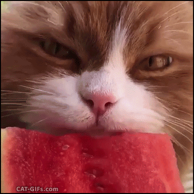 cat gif hungry cat eating watermelon he likes fruits and fast food medium