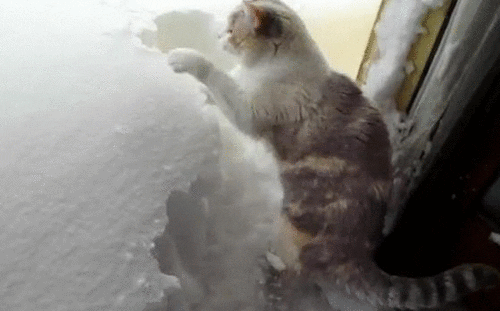 cabin fever cat gif find share on giphy medium