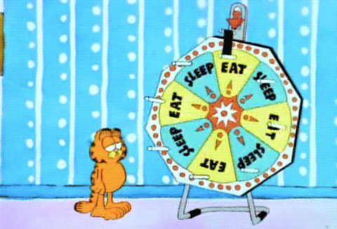 cat wheel of fortune se or gif funny gifs medium