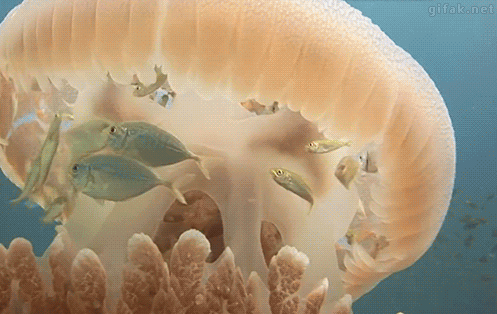 fish using jellyfish as shelter jellyfish serve as scientific medium