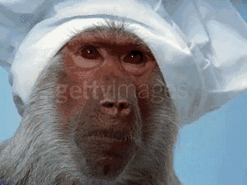 monkey chef gif monkey chef mad discover share gifs medium