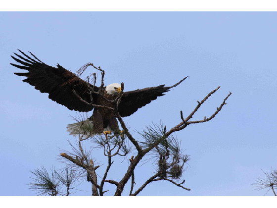 animated gif eagle landing a photo on flickriver medium