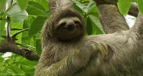 sloth scratching gif find share on giphy medium