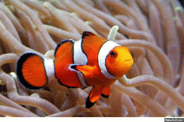 ocellaris clownfish amphiprion ocellaris all medium