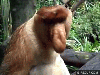monkey proboscis gif find share on giphy medium