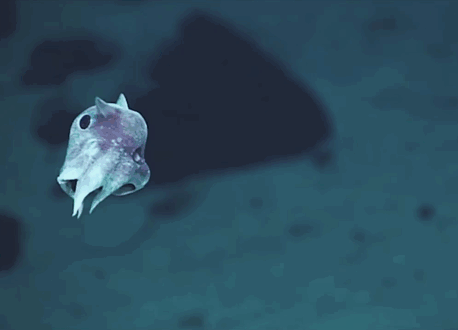weirdly alien looking sea creatures discovered from the deep vuing com medium