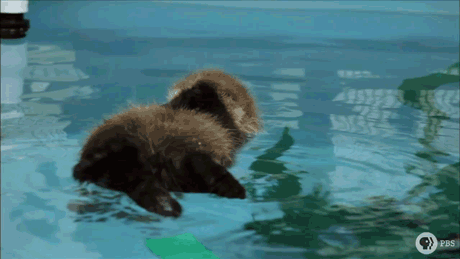 white wolf baby otter is saved at monterey bay aquarium videos medium