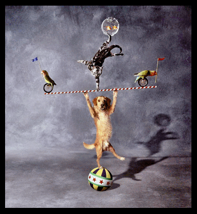 dog juggler in circus animated by heather gill gif by medium