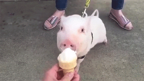 pigs eating gifs find share on giphy medium