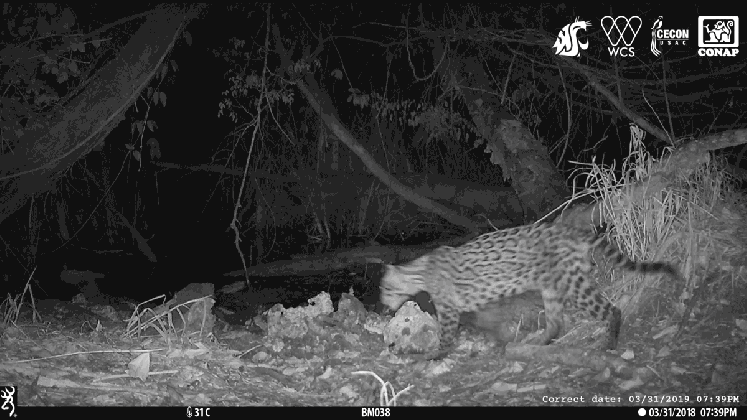 rare footage captured of jaguar killing ocelot at waterhole rainforest animals gif medium