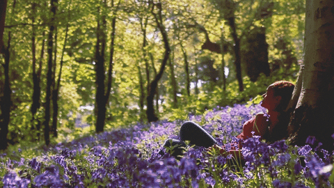 bloom bluebells gif find share on giphy medium