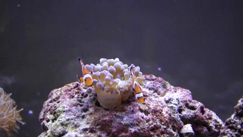 anemone clownfish gif find share on giphy medium