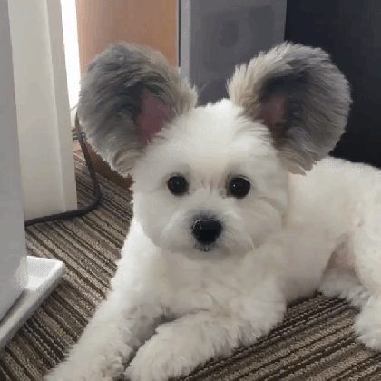a tiny white dog with giant mickey mouse ears medium