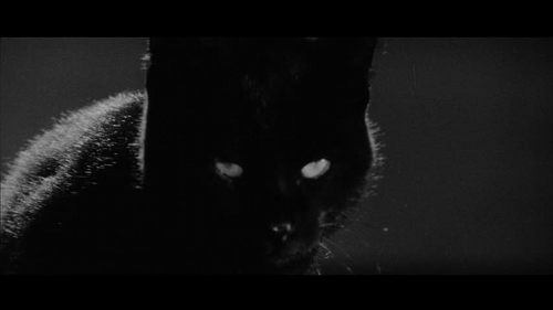 scary gif kitty cat death black and white depression creepy horror medium