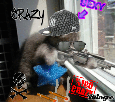 funny crazy cats with guns crazy cats medium