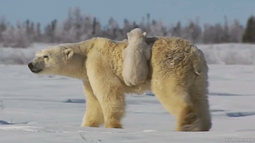the 35 cutest polar bear gifs on the internet natural life polar medium