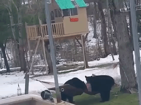 a trio of playful bears adorably attempt to make themselves medium