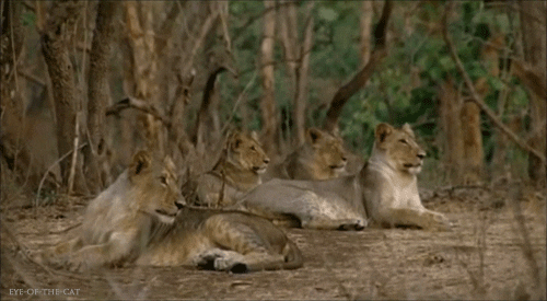 asiatic lions gifs find share on giphy medium