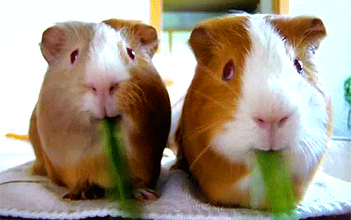 guinea pigs gif find share on giphy medium