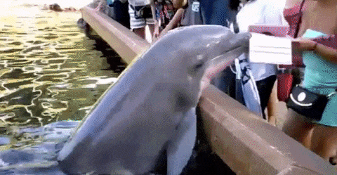 ipad dolphin gif by cheezburger find share on giphy medium