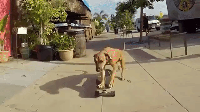 a confident skateboarding dog expertly propels himself down a medium