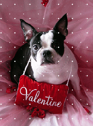 boston terrier valentine valentine s day myniceprofile com medium
