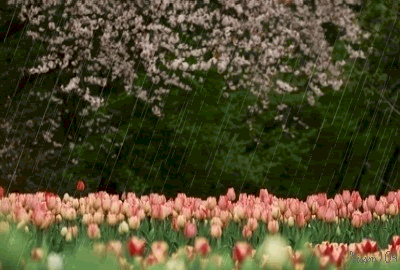 spring rain and tulips spring rain nature flowers animated garden medium