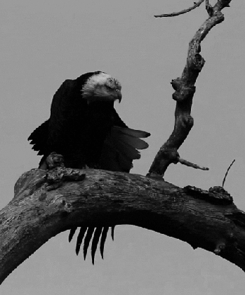 oiseau aigle royal eagle noir et blanc bird image gif anim medium