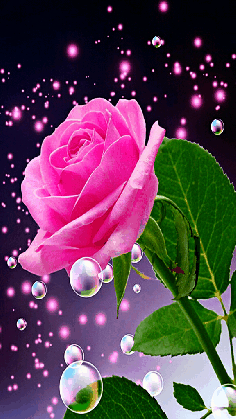 gif flower rose nice love stars pink nature loving medium